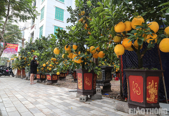 Bưởi cảnh cổ thụ giá 50 triệu đồng xuống phố chờ đại gia 'đón' về chơi Tết