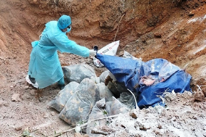 Quảng Nam xuất hiện ổ dịch cúm H5N8, tiêu hủy hơn 700 con gà