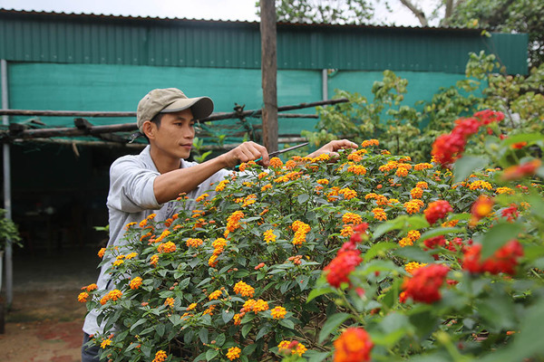 Cây hoa 5 màu nở trên thân cây dại: Hàng lạ tết này, ra giá tiền triệu