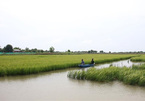 Mekong Delta expands environmentally-friendly shrimp-rice farms