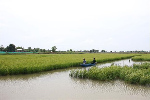 Mekong Delta&nbsp;expands environmentally-friendly shrimp-rice farms