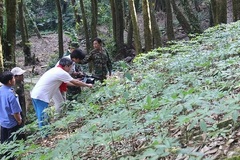 Billion USD ‘hidden’ under forest canopy in Vietnam