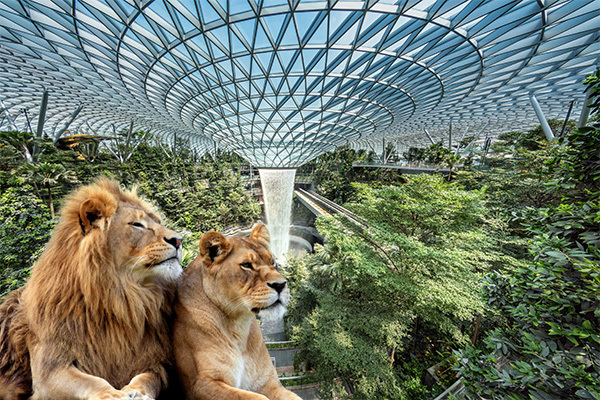 Sư tử xổng chuồng trên đường vận chuyển gây náo loạn sân bay Singapore