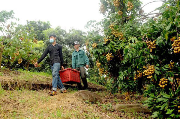 More fruit and vegetable export opportunities for Vietnamese produce next year