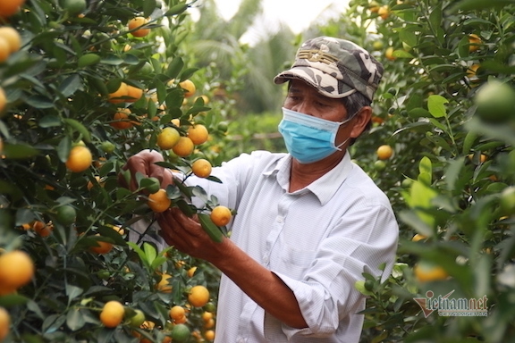 Vườn cảnh nổi tiếng vàng rực, lo trắng tay trăm triệu, mất Tết