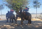 Elephant rides for tourists in Dak Lak to end soon