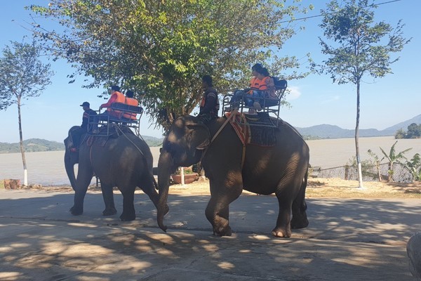 Elephant rides for tourists in Dak Lak to end soon