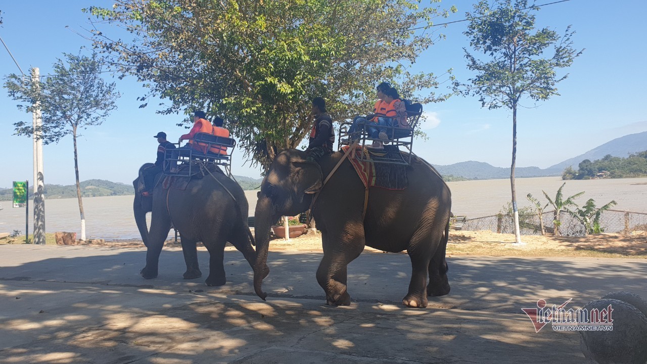 Tiến tới dừng hoạt động du lịch cưỡi voi ở Đắk Lắk