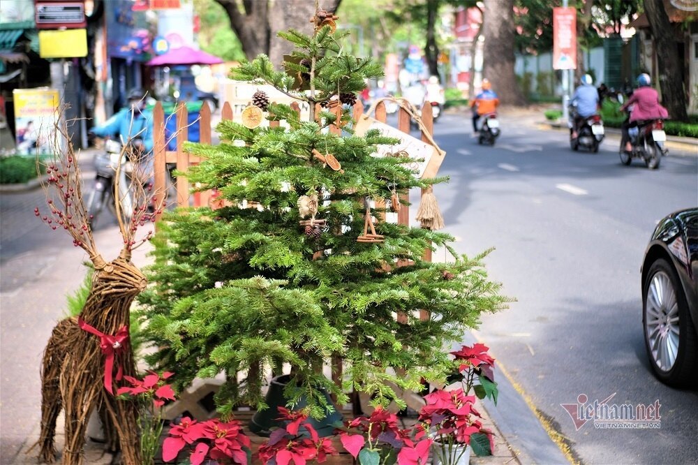 Christmas pine trees from Russia sell for first time in Vietnam ...