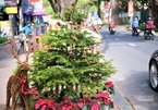 Christmas pine trees from Russia sell for first time in Vietnam, more affordable than Danish