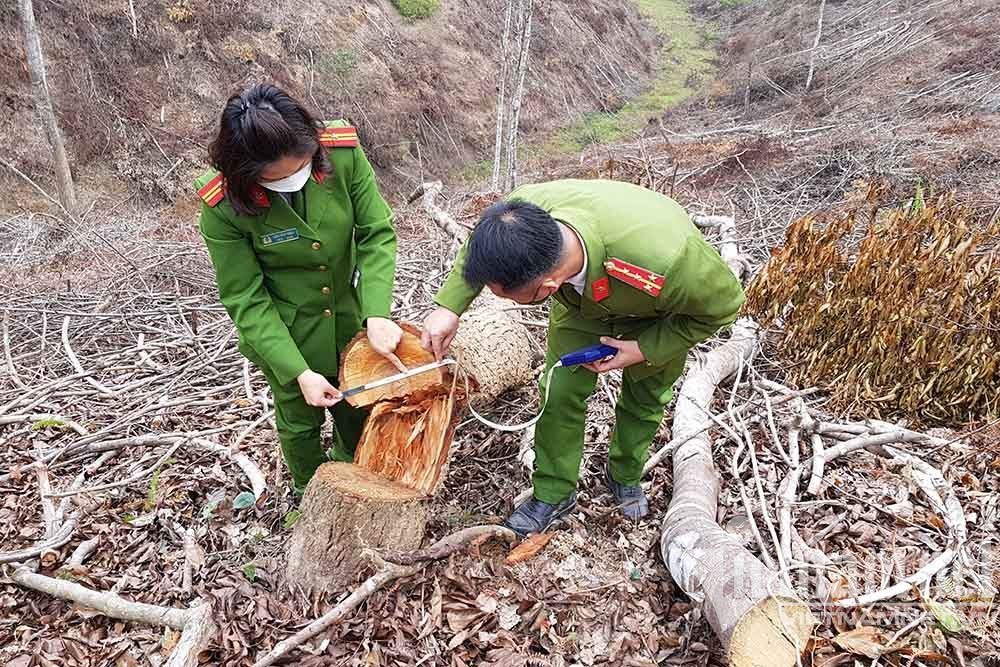 Công an Lạng Sơn phát hiện vụ phá gần 70.000m2 rừng tự nhiên