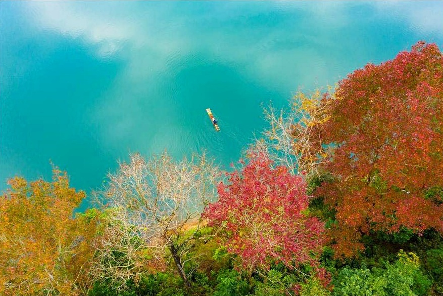 Red-leaf forest: a winter fairyland in Cao Bang