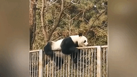 Gấu trúc 'Kungfu' vượt rào cao mấy mét 'bay' khỏi vườn thú