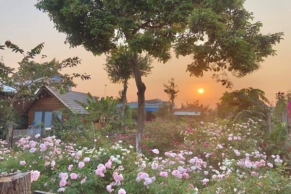 Cặp vợ chồng dựng nhà giữa vườn hồng khi nghỉ dịch