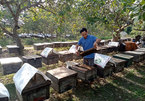 Life not so sweet for Vietnamese beekeepers