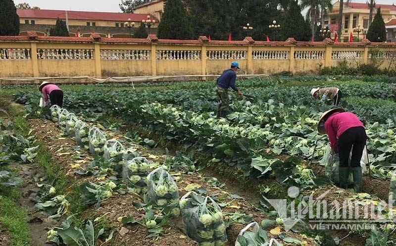 Combo nông sản giá 100 nghìn bán trên sàn thương mại, dân TP.HCM nhiệt tình đặt mua