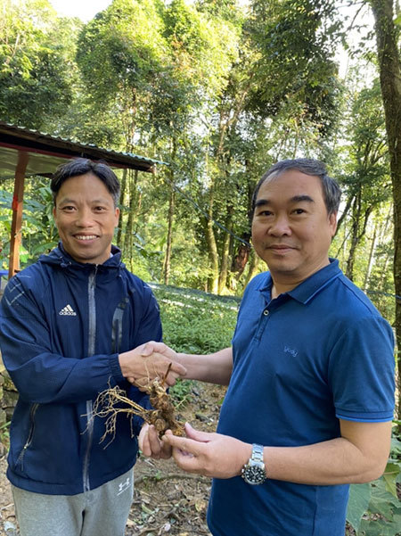 Investors pour funds into Ngoc Linh ginseng production