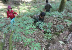 Investors pour funds into Ngoc Linh ginseng production