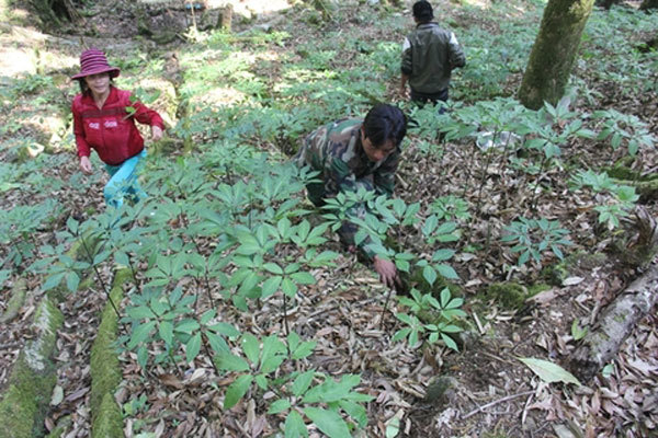 Investors pour funds into Ngoc Linh ginseng production