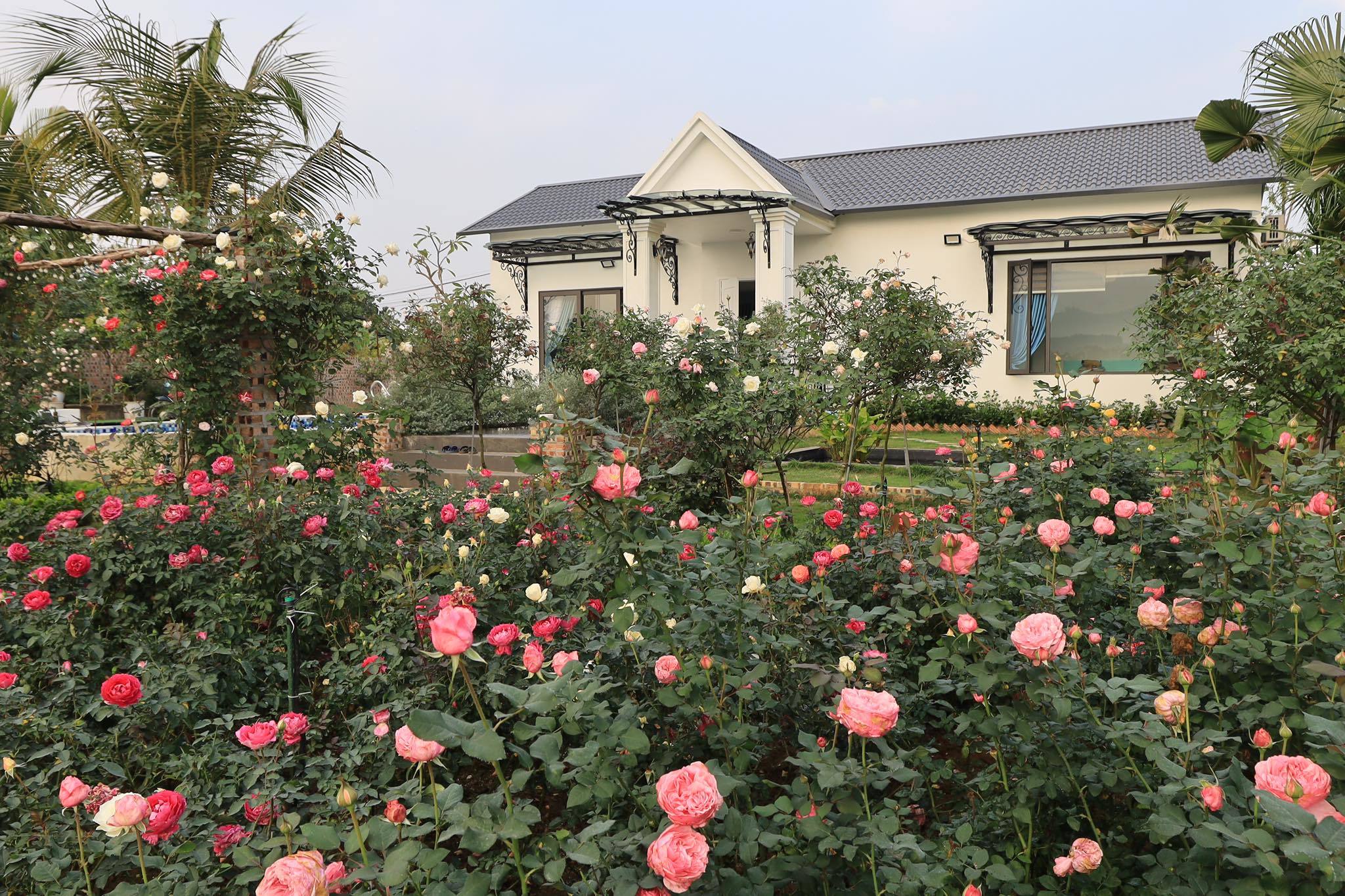 Ngôi nhà ngoại ô phủ kín 3.000 gốc hoa hồng đẹp như resort của gia đình Hà Nội