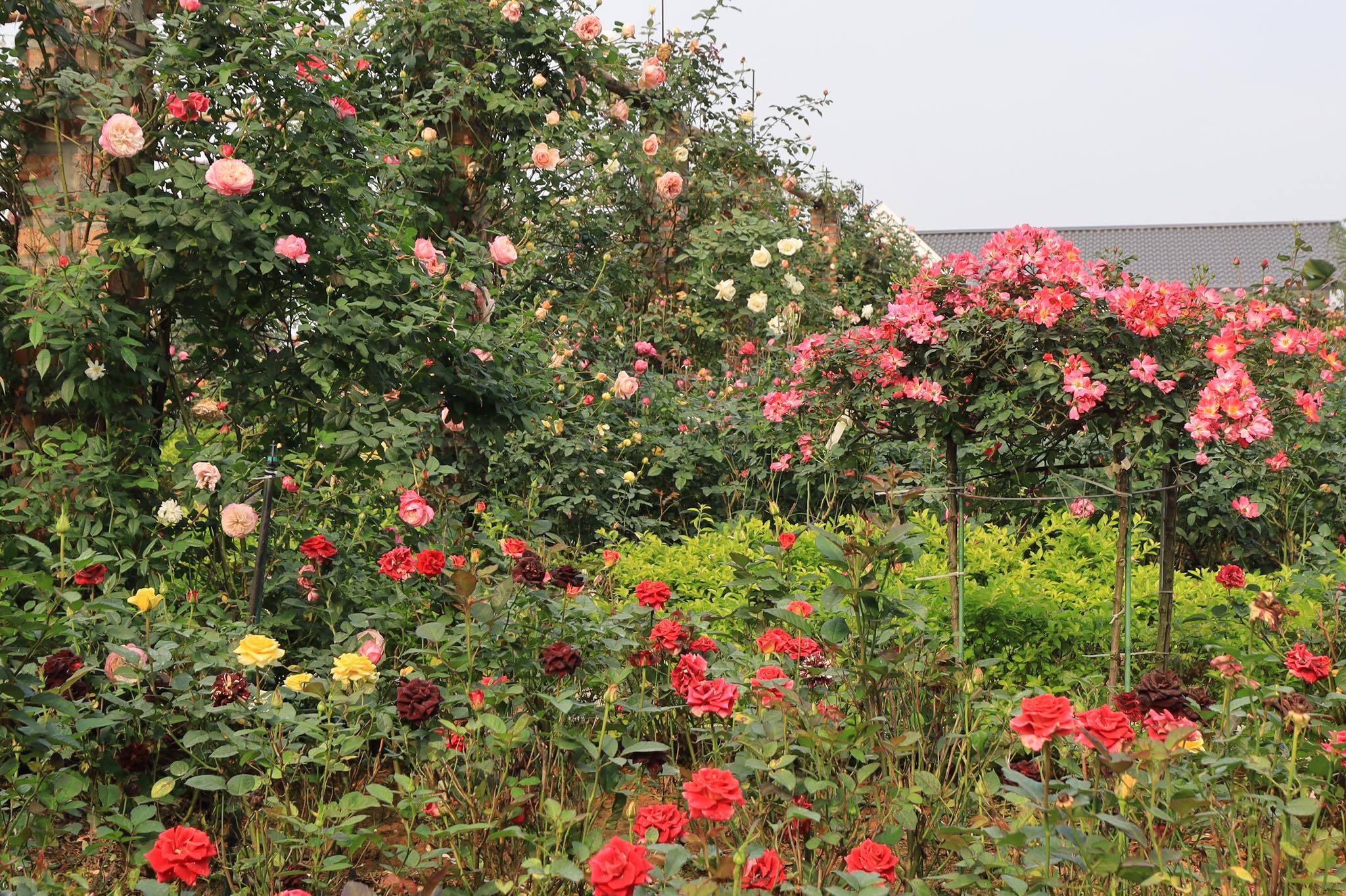 Ngôi nhà ngoại ô phủ kín 3.000 gốc hoa hồng đẹp như resort của gia đình Hà Nội