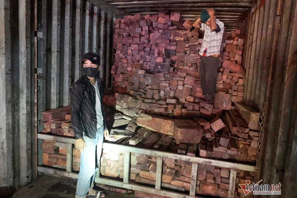 Khởi tố vụ buôn lậu gỗ trắc và đá quý tiền tỷ ở Quảng Trị