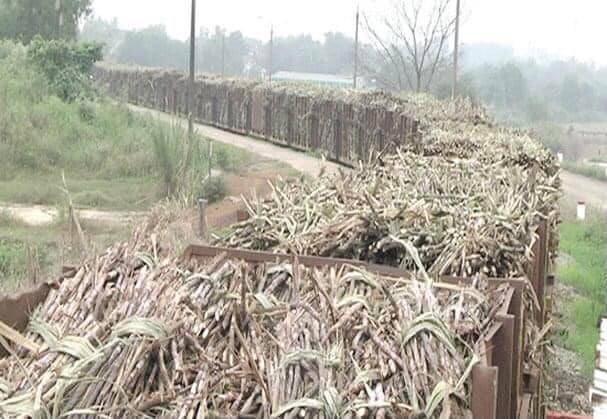 Tăng doanh thu nhờ đồng phát điện từ bã mía được tích hợp vào quy trình sản xuất