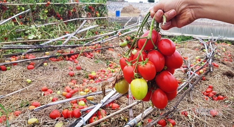 Bà nội trợ kêu trời với quả cà chua, đại gia đau đầu vì cọng hành