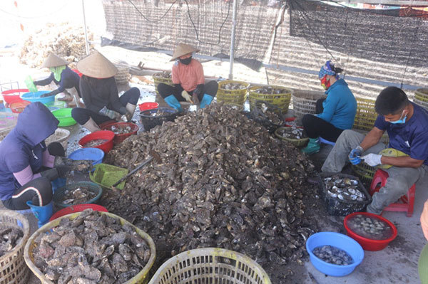 Pacific oysters: a Quang Ninh speciality