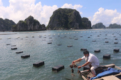 Pacific oysters: a Quang Ninh speciality