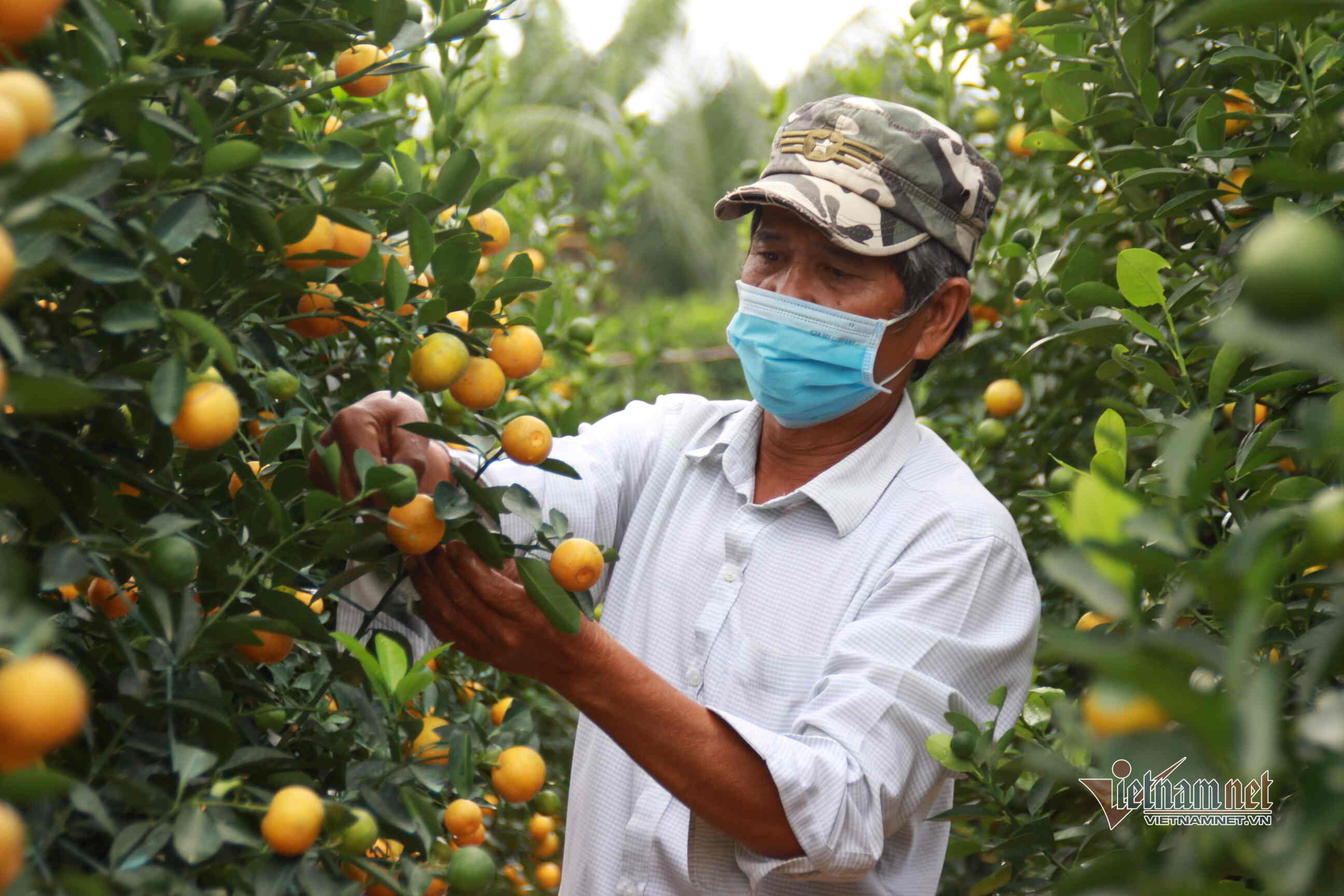 Hoi An gardeners anxiously await Tet kumquat orders