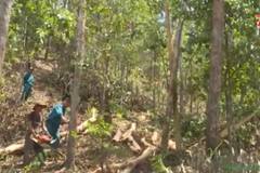 Lệ Thủy: Trồng rừng gỗ lớn dài ngày để phát triển rừng bền vững