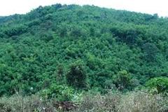 Nâng cao hiệu quả bảo tồn đa dạng sinh học và năng lực phòng hộ của rừng