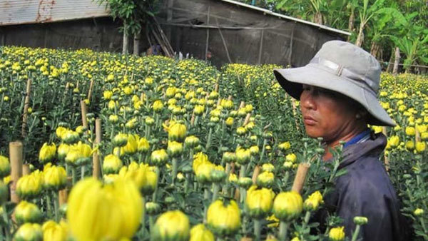 Mekong Delta’s flower production for Tet falls by half due to Covid