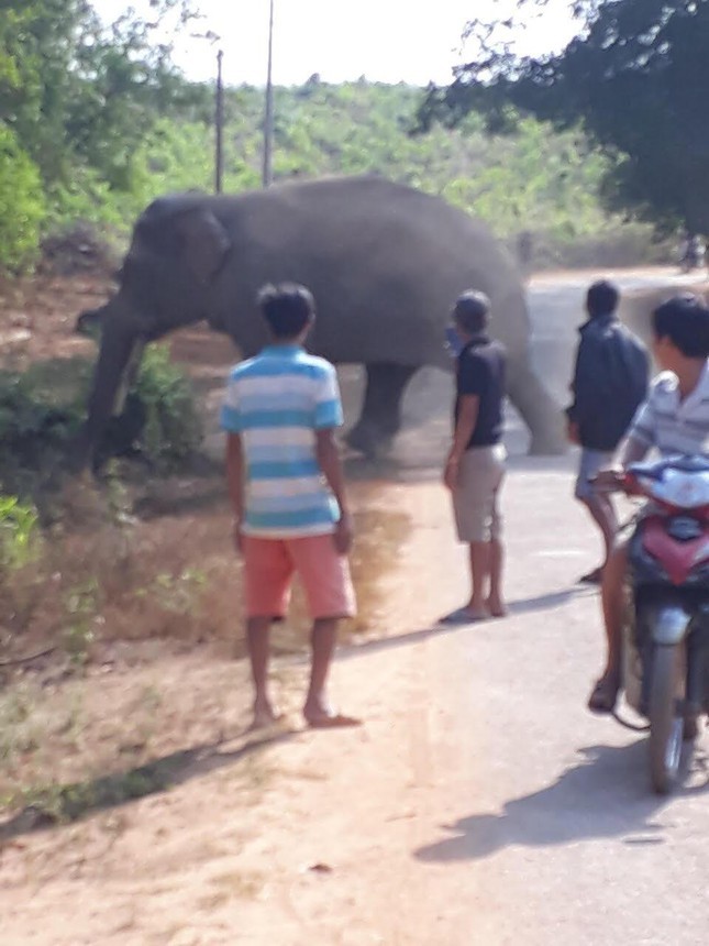 More electric fencing built to prevent elephant intrusions in Dong Nai
