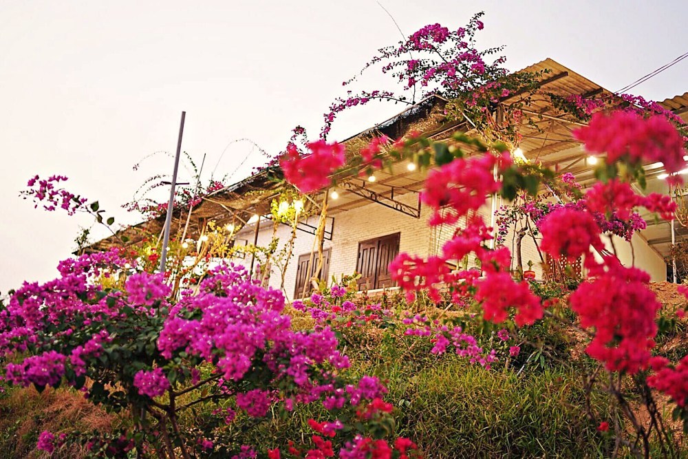 Mua 5.500 m2 đất cằn, chồng dựng 'homestay giữa đồi hoa giấy' thoả ước mơ của vợ