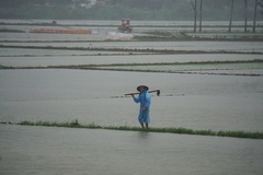 Nông dân Đà Nẵng ‘khóc ròng’ nhìn ruộng lúa vừa gieo bị mưa lớn nhấn chìm