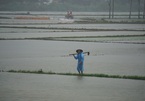 Nông dân Đà Nẵng ‘khóc ròng’ nhìn ruộng lúa vừa gieo bị mưa lớn nhấn chìm