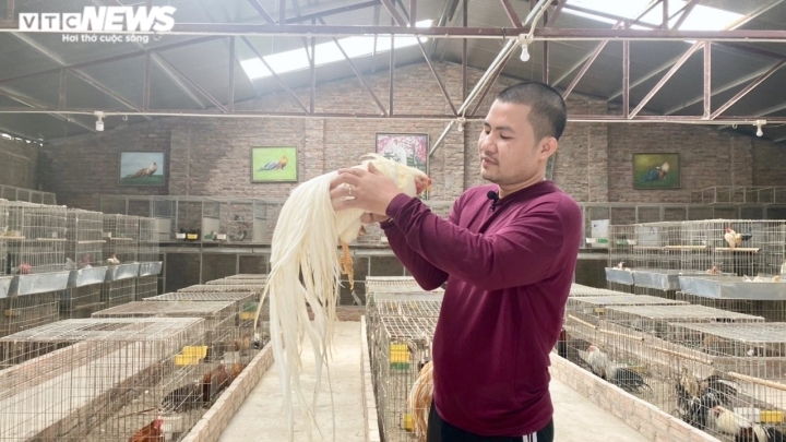 Trưởng phòng bỏ việc lương nghìn USD về quê chăn giống gà lạ đắt ngang xe SH