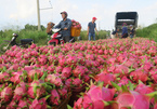 China releases decision that puts Vietnam’s farm exports at disadvantage