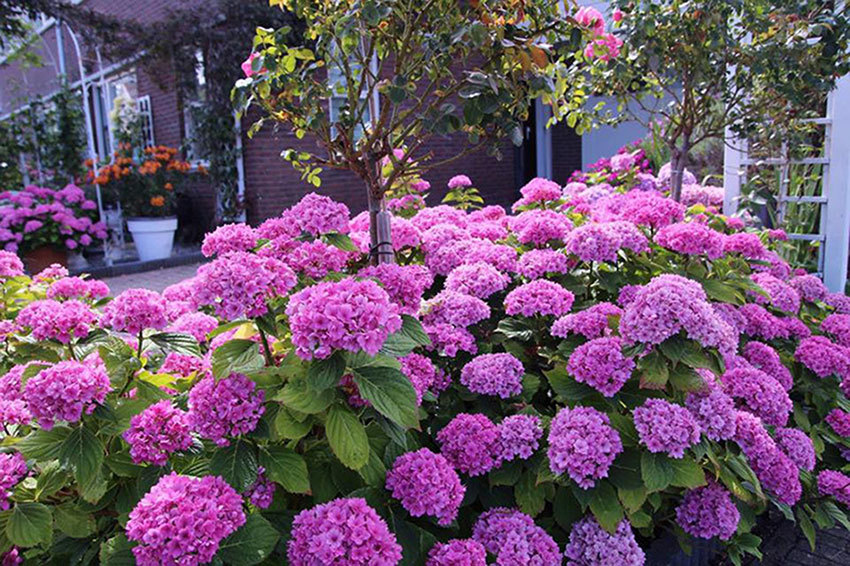 Bố - điểm tựa bình yên và ấm áp