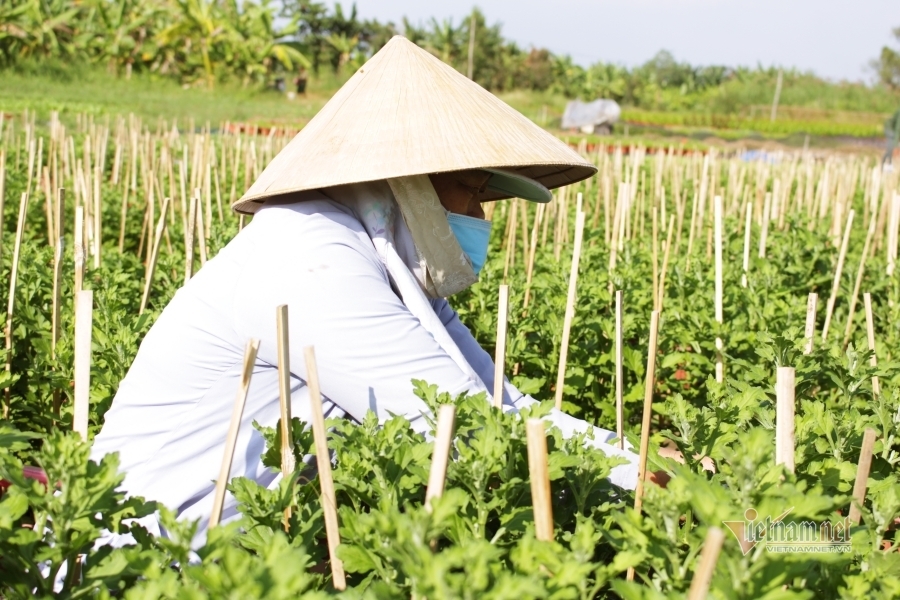 Chủ vườn tự tay chăm hoa, người làm thuê mất khoản thu cận Tết