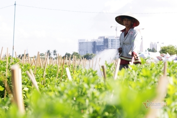 Chủ vườn tự tay chăm hoa, người làm thuê mất khoản thu cận Tết