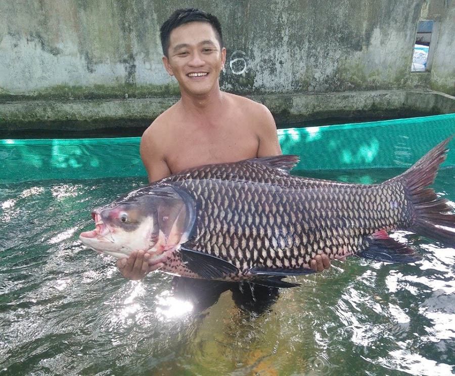 ‘Báu vật’ dưới ao của thanh niên miền Tây, mỗi năm thu vài tỷ