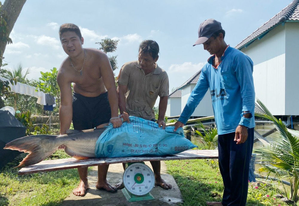 ‘Báu vật’ dưới ao của thanh niên miền Tây, mỗi năm thu vài tỷ