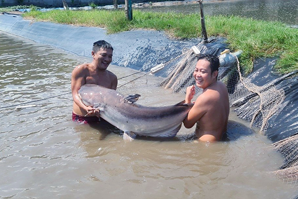 ‘Báu vật’ dưới ao của thanh niên miền Tây, mỗi năm thu vài tỷ