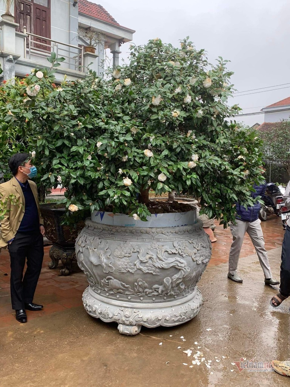 Cơn sốt 'vàng trắng' chưa từng có, bừng tỉnh trước thú chơi 'nhà quan'