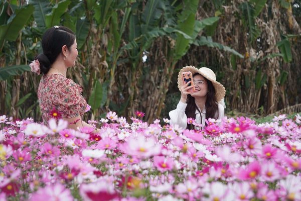 Ngày đầu năm mới, cánh đồng hoa ven sông Mã ở Thanh Hóa 'đắt khách'