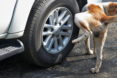 Bức xúc vì hàng xóm để chó đánh dấu lãnh thổ rỉ hết vành bánh ô tô