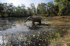 A dying breed: Dak Lak elephants set for better welfare